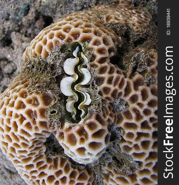 Photo of a in a large peice of braincoral at low tide in the tidal pools at Amanwana resort, Indonesia. Photo of a in a large peice of braincoral at low tide in the tidal pools at Amanwana resort, Indonesia.