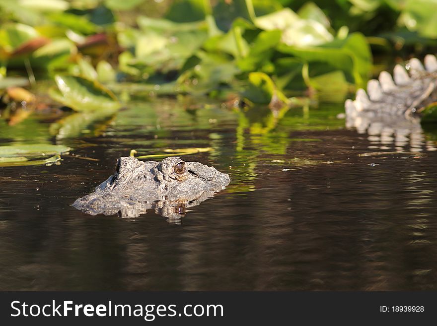 American Alligator - Suwannee River, Georgia