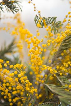 Mimosa S Flowers Background Card Royalty Free Stock Images Mimosa S Flowers Background Card Royalty Free Stock Images