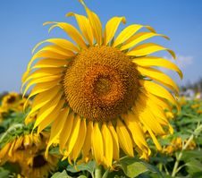 Sun Flower Royalty Free Stock Image