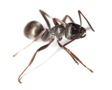 Black Garden Ant (Lasius Niger) Royalty Free Stock Photo