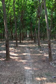 Rubber Plantation 2 Royalty Free Stock Images Rubber Plantation 2 Royalty Free Stock Images