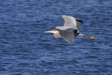 Great Blue Heron Flying Royalty Free Stock Photos Great Blue Heron Flying Royalty Free Stock Photos