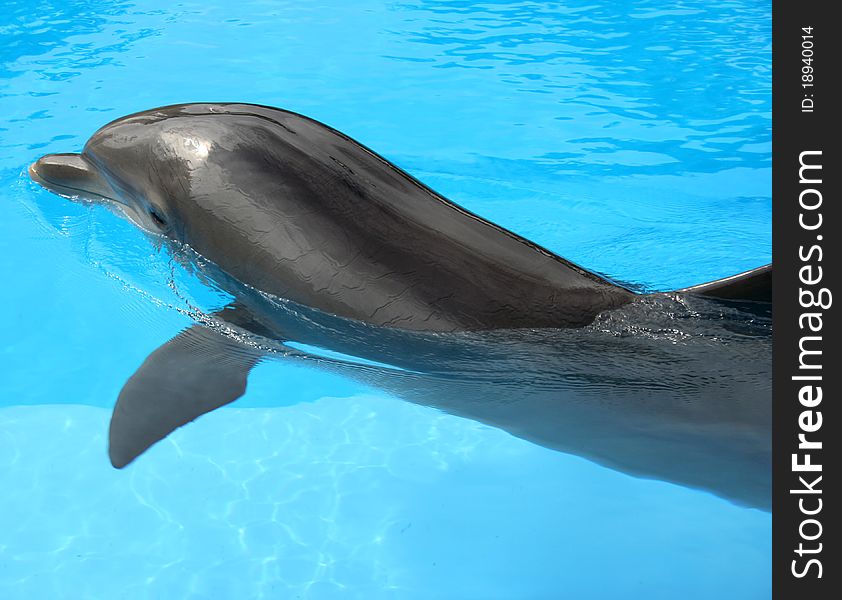 A gray dolphin swimming away, breaching the surface of the water.