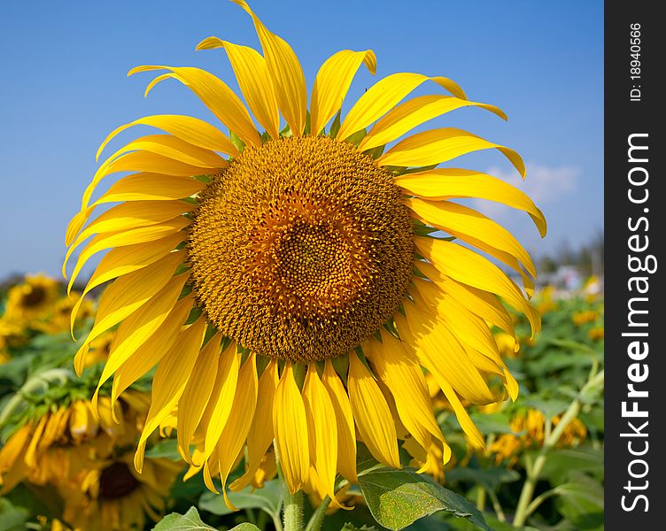 Sun flower with blue sky