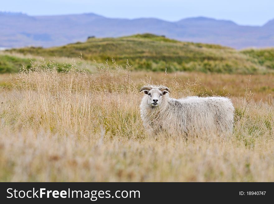 Sheep on iceland in long grass