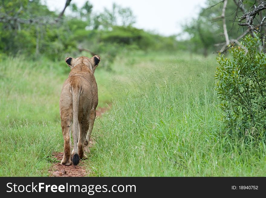 Lioness on the hunt in Thanda - South Africa. Lioness on the hunt in Thanda - South Africa