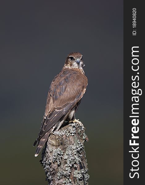 A captive merlin sitting on a post in moorland