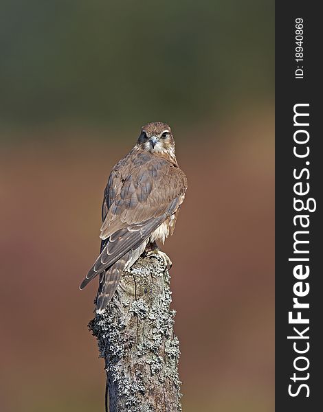 A captive Merlin perched on a post with a green background