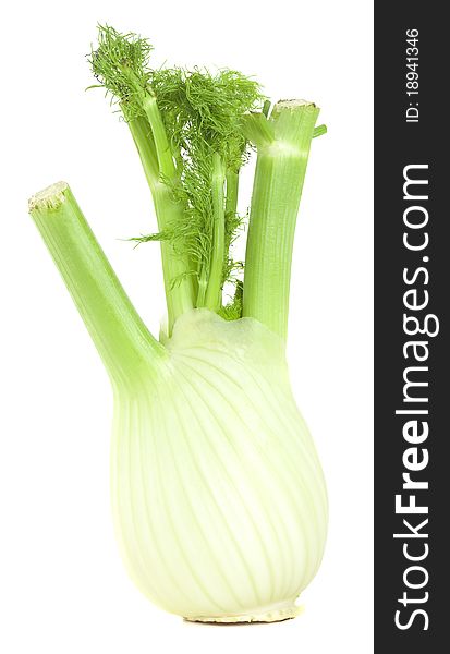 Fresh fennel bulb isolated on white background, macro photo