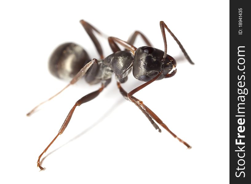 Black garden ant (Lasius niger) isolated on white background. Extreme close-up with high magnification.