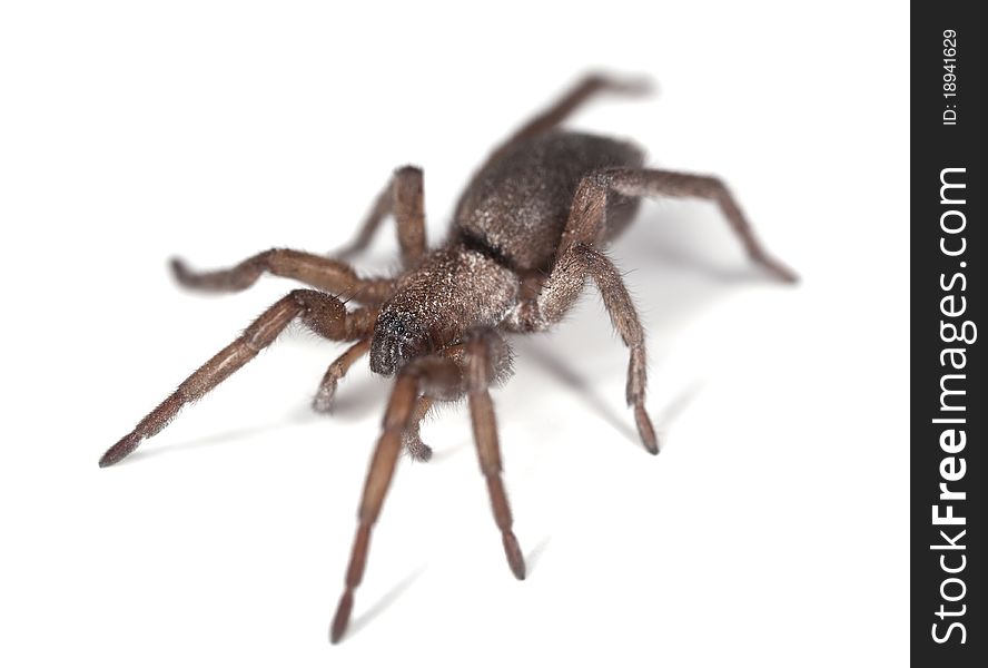 Ground spider (Gnaphosidae) isolated on white background