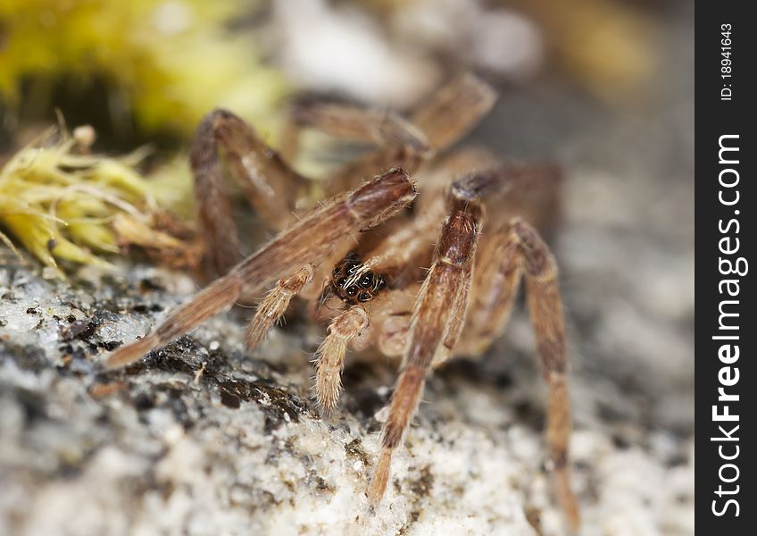 Young wolf spider, extreme close up with extra high magnification, focus on eyes