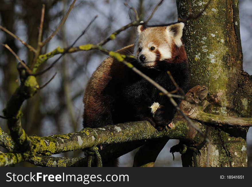 The red panda is also called shining cat and lives in Himalaya. The red panda is also called shining cat and lives in Himalaya.
