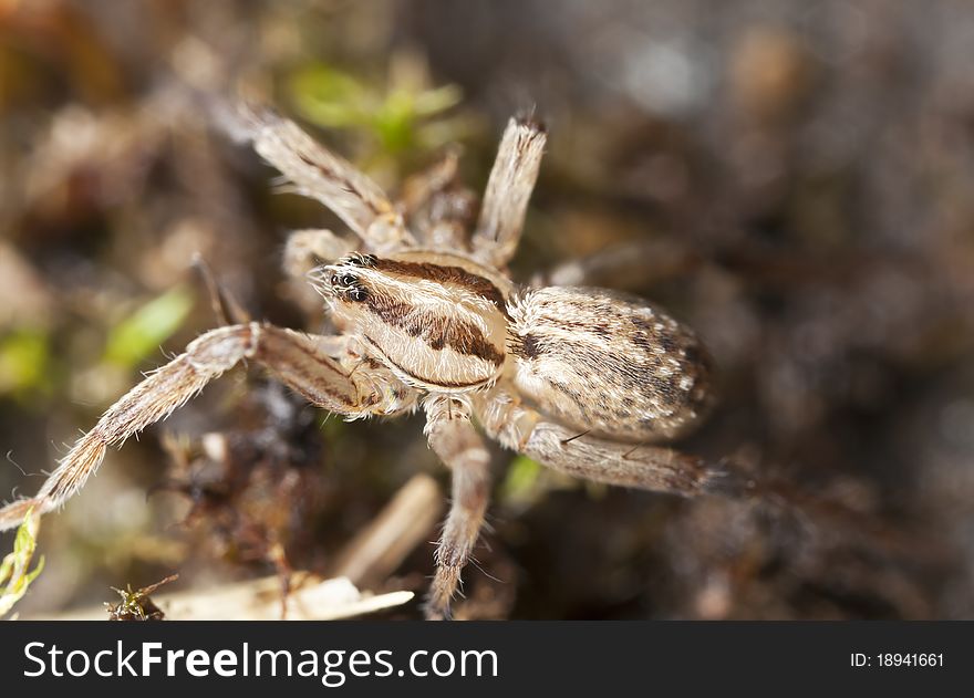 Young wolf spider, extreme close up with extra high magnification, focus on eyes