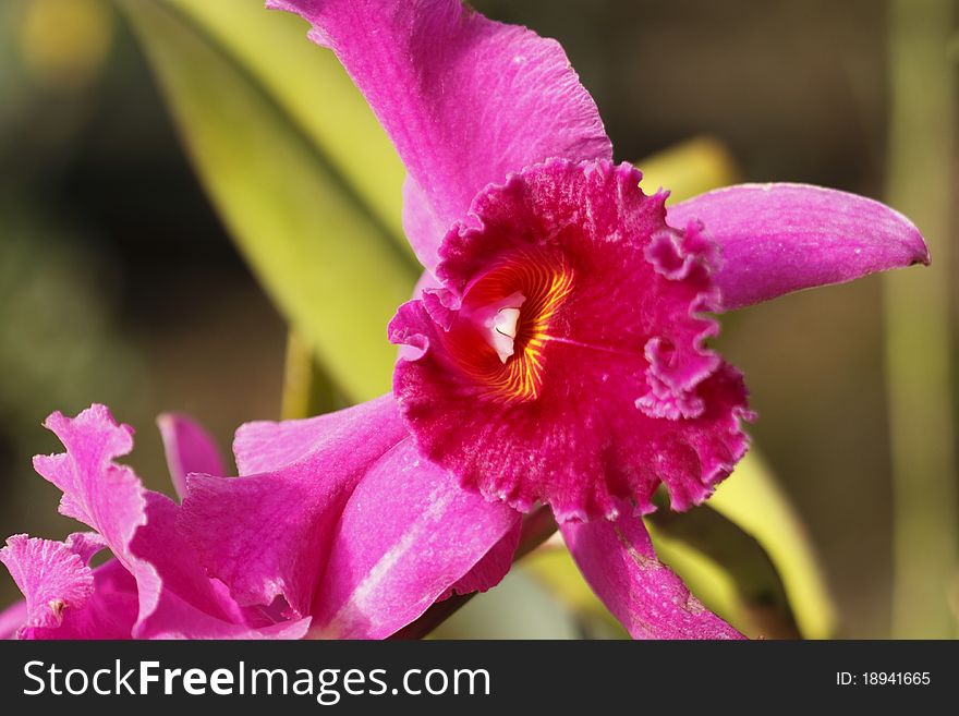 The flower of taiwan red cat orchid.