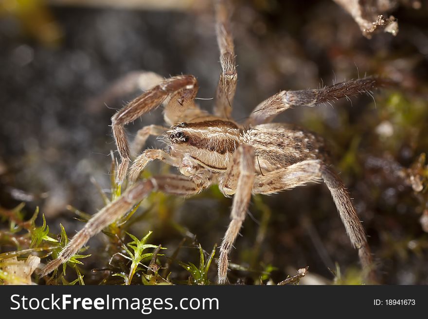 Young wolf spider, extreme close up with extra high magnification, focus on eyes