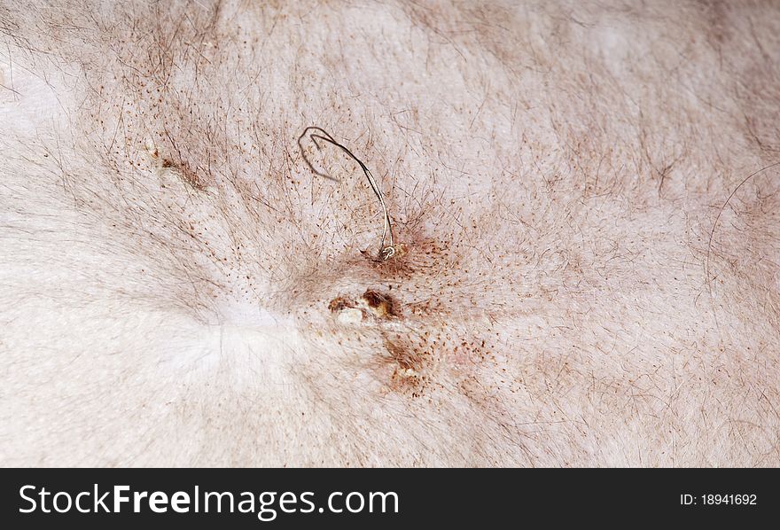 Gut Suture On Cat