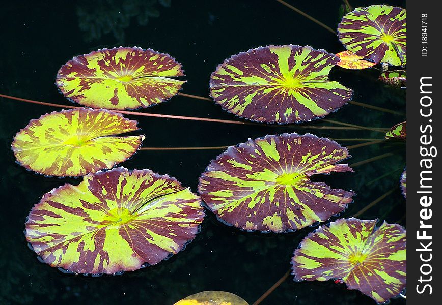 Floating Patterned Lily Pads without flowers