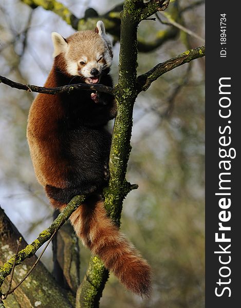 The red panda is also called shining cat and lives in Himalaya. The red panda is also called shining cat and lives in Himalaya.