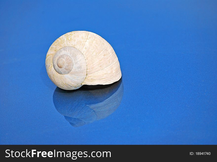 Small shell on a blue background and a mirror vision