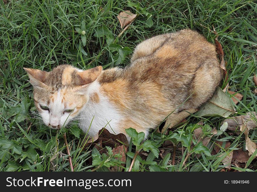 The thai cat lie on green grass