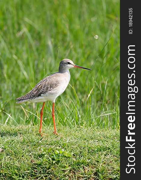 Spotted Redshank stands on grass