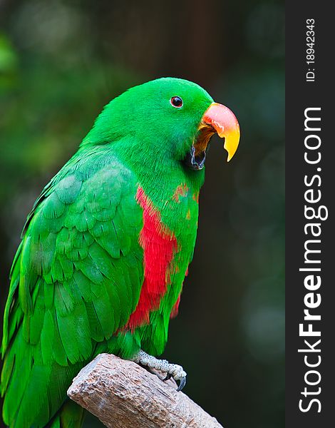 A green parrot is singing(tweeting) on the trunk. A green parrot is singing(tweeting) on the trunk.