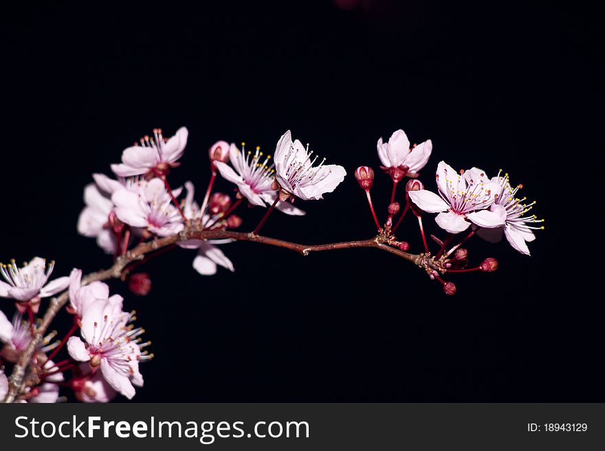 Close up of the blooming branch of the fruit tree. Close up of the blooming branch of the fruit tree.