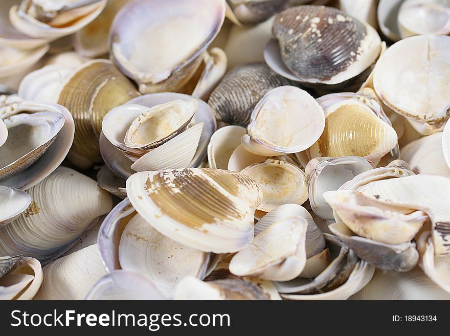 Close up of sea shells.