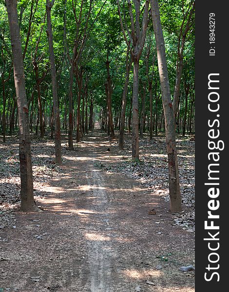 Rubber plantation 2