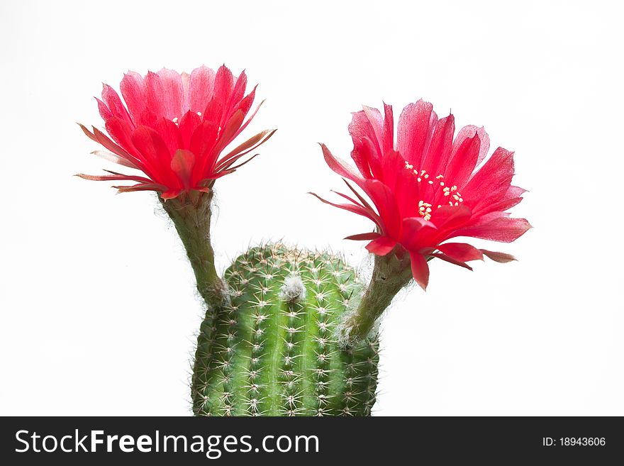 The cactus that act like cheer reader. The cactus that act like cheer reader