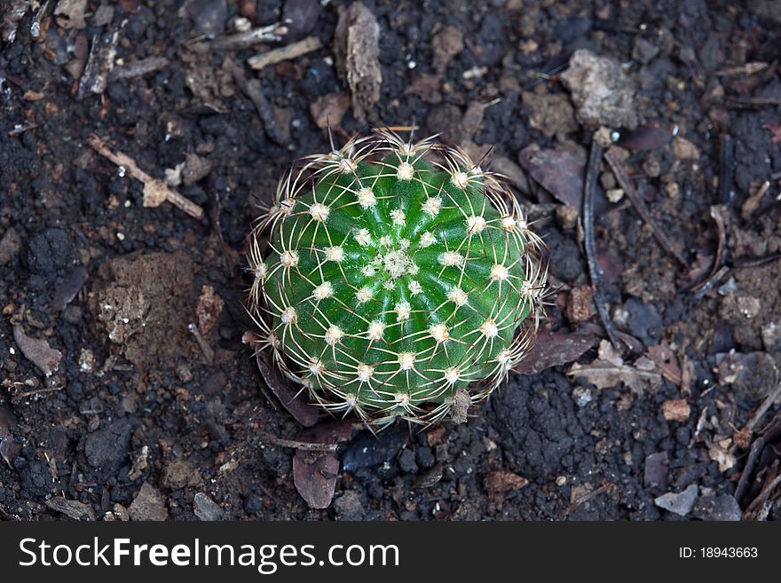 Green cactus from top view