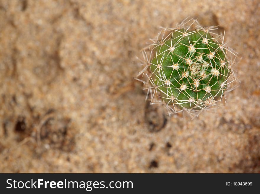 Cactus from bug eye view