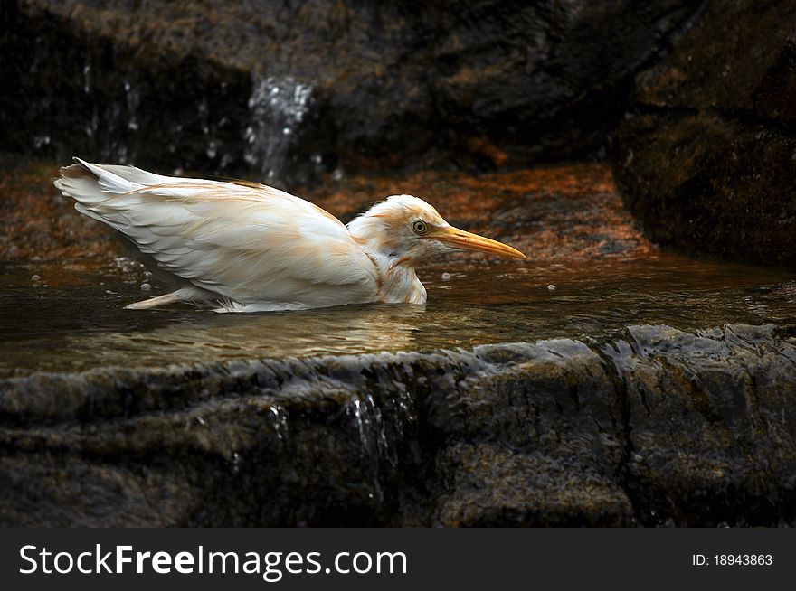 Small wading white stork by a waterfall beneath soft light.