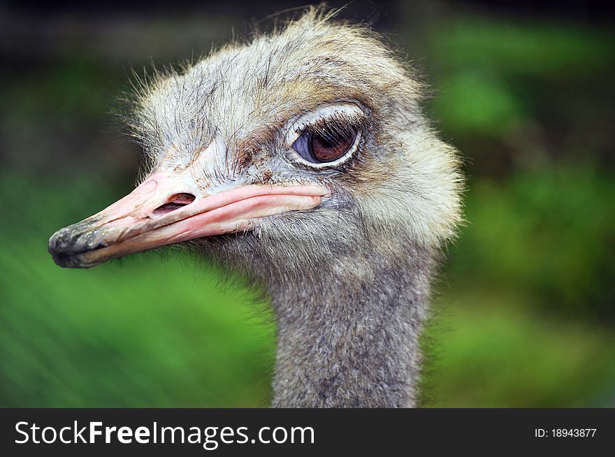 Profile of an ostrich closeup in depth of field. Profile of an ostrich closeup in depth of field.