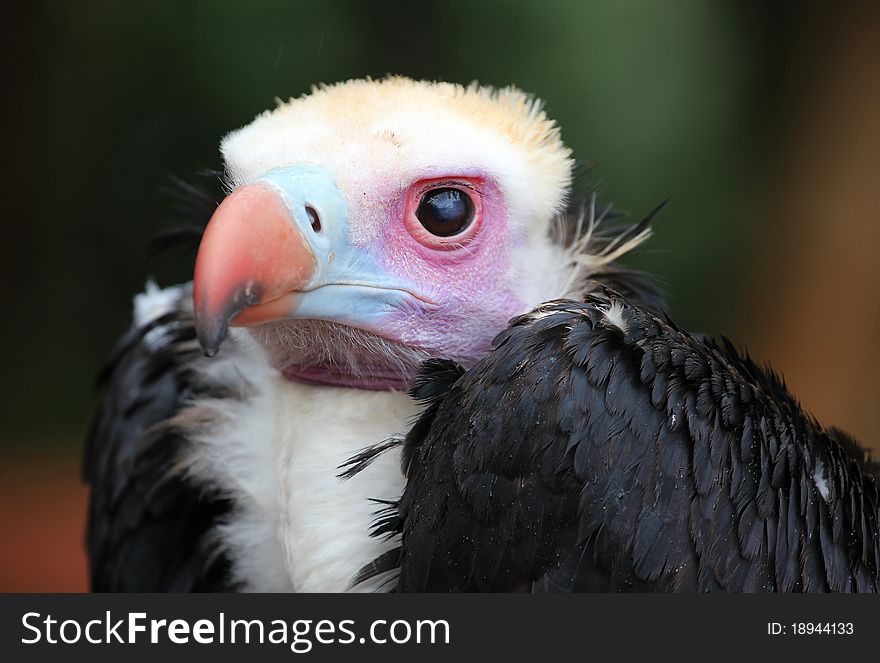 Big bird. Closeup with blured background. Big bird. Closeup with blured background.