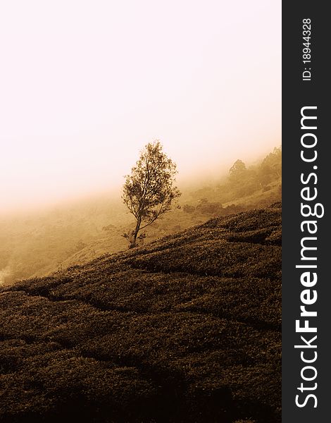 Lonely tree in a tea plantation