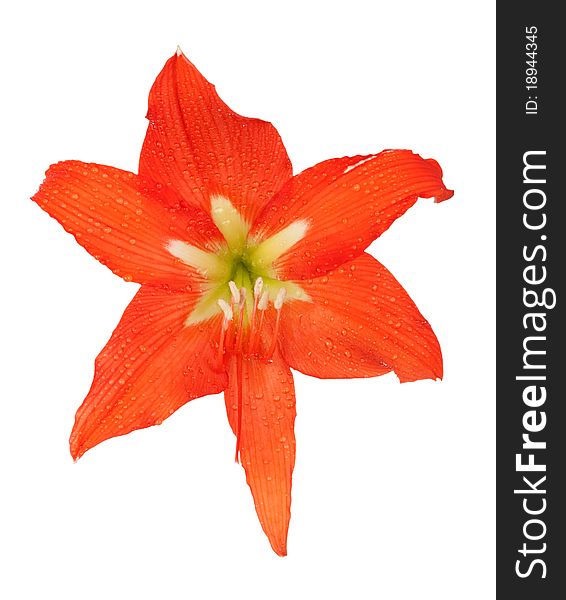 Orange lily in drops of dew
isolated on white background