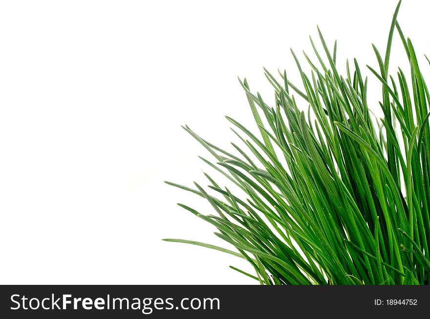 Isolated Green Grass On A White Background