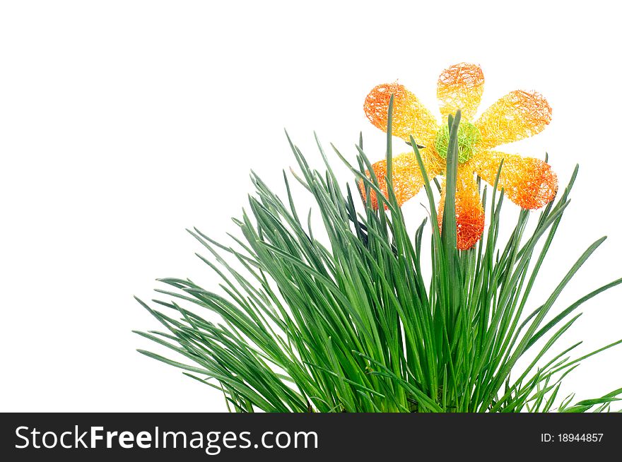 Photo shows the grass on a white background. Photo shows the grass on a white background