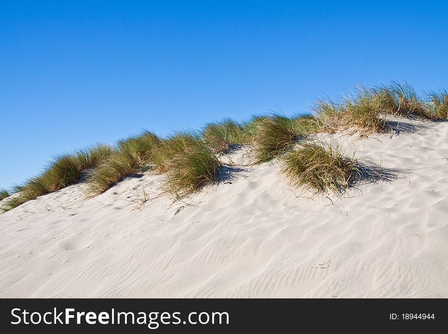 Sandy California beach with grass