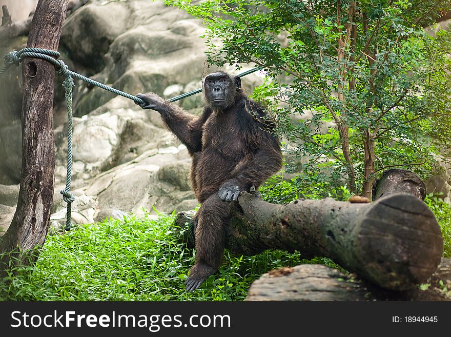 Spectacular chimpanzee posing in the zoo