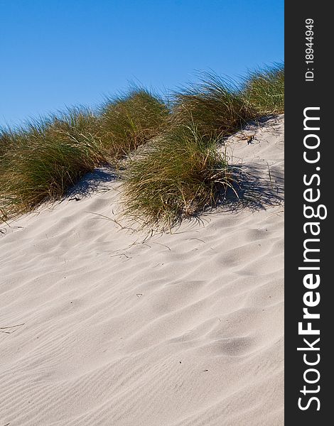 Sandy California beach with grass