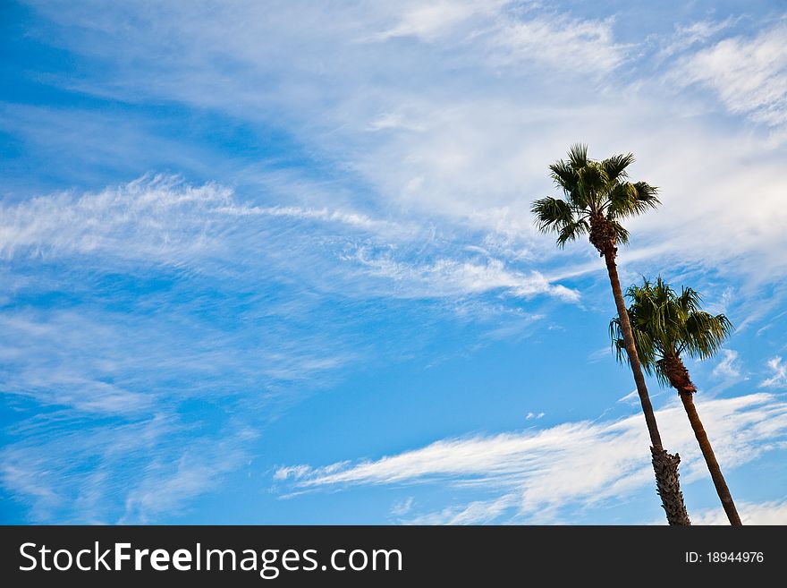 Cloudy blue sky with tall palm trees