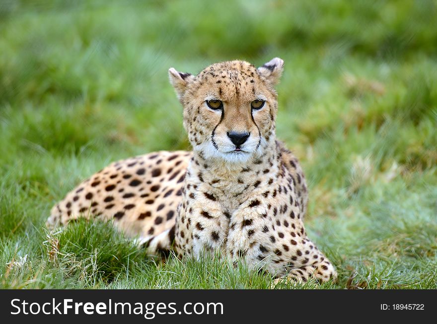 Young cheetah is overlooking his territory