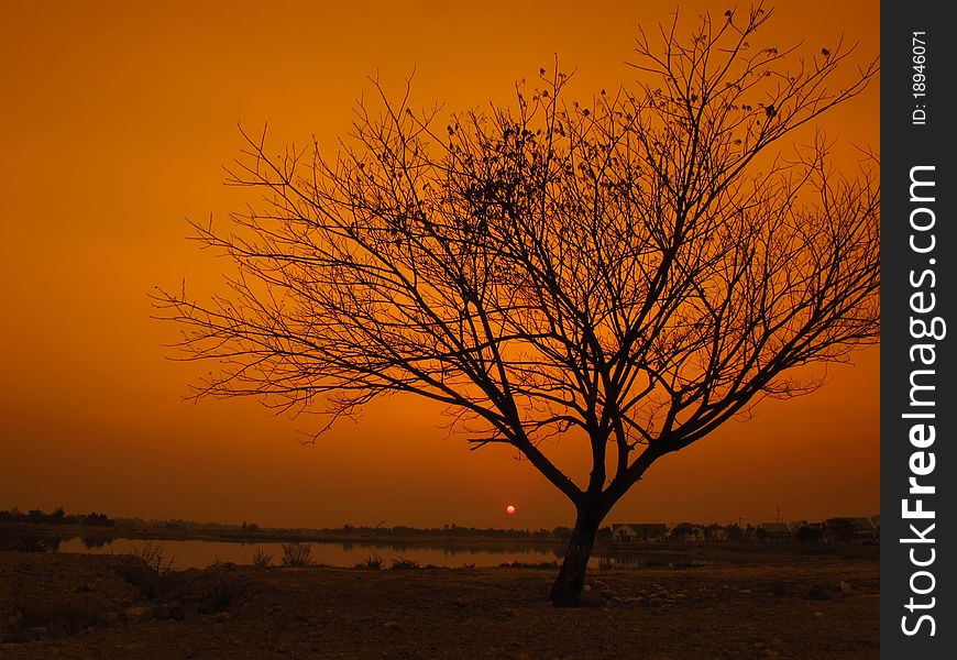 Dead tree on sunset background