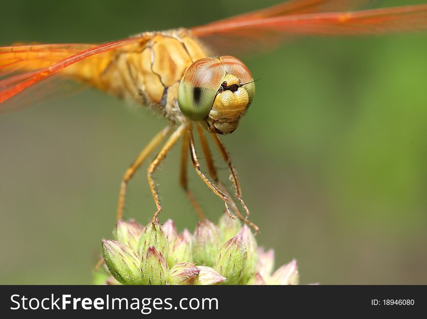 A dragon fly head closeup. A dragon fly head closeup