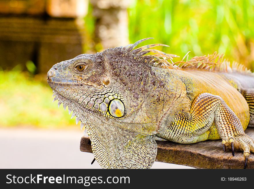 A big yellow iguana walking. A big yellow iguana walking