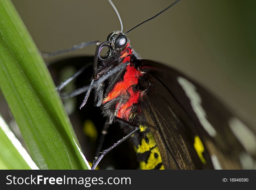 This is a photo of a Swallowtail Butterfly, believed to be a Black Swallowtail Butterfly, of the Papilionidae family, may be an Orchard Swallowtail.